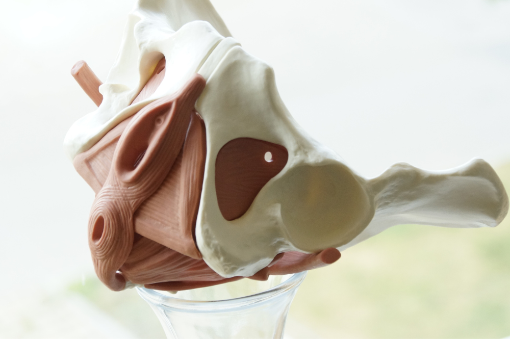 Anatomisches Modell des Beckenbodens