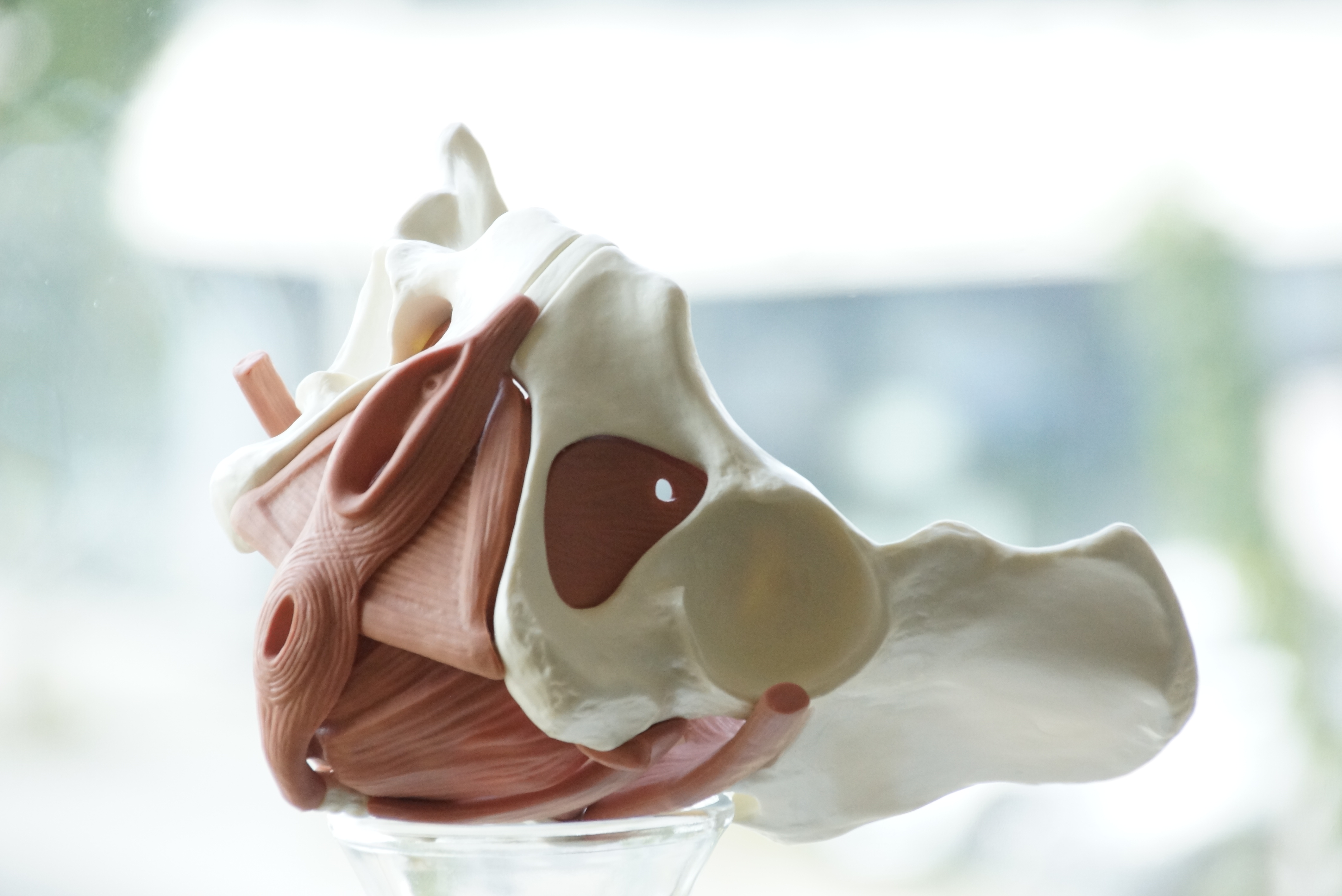 Anatomisches Modell des Beckenbodens