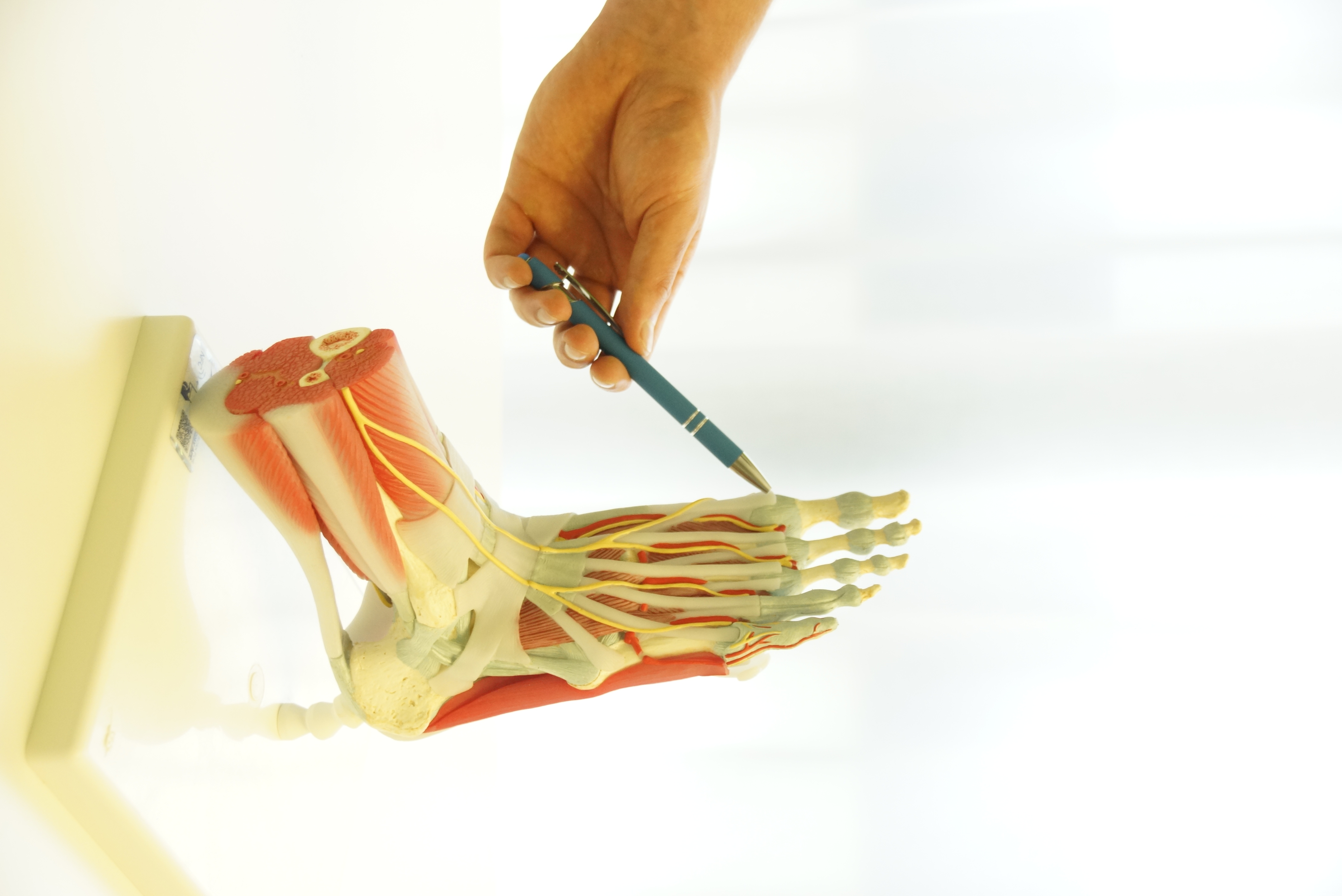 Anatomisches Modell eines Fußes